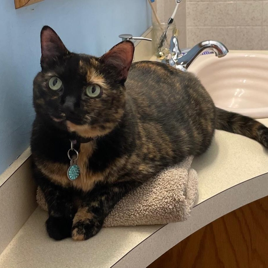 Enlarge Izzy, a ADOPTABLE Tortoiseshell in Frederick, MD image 3/6