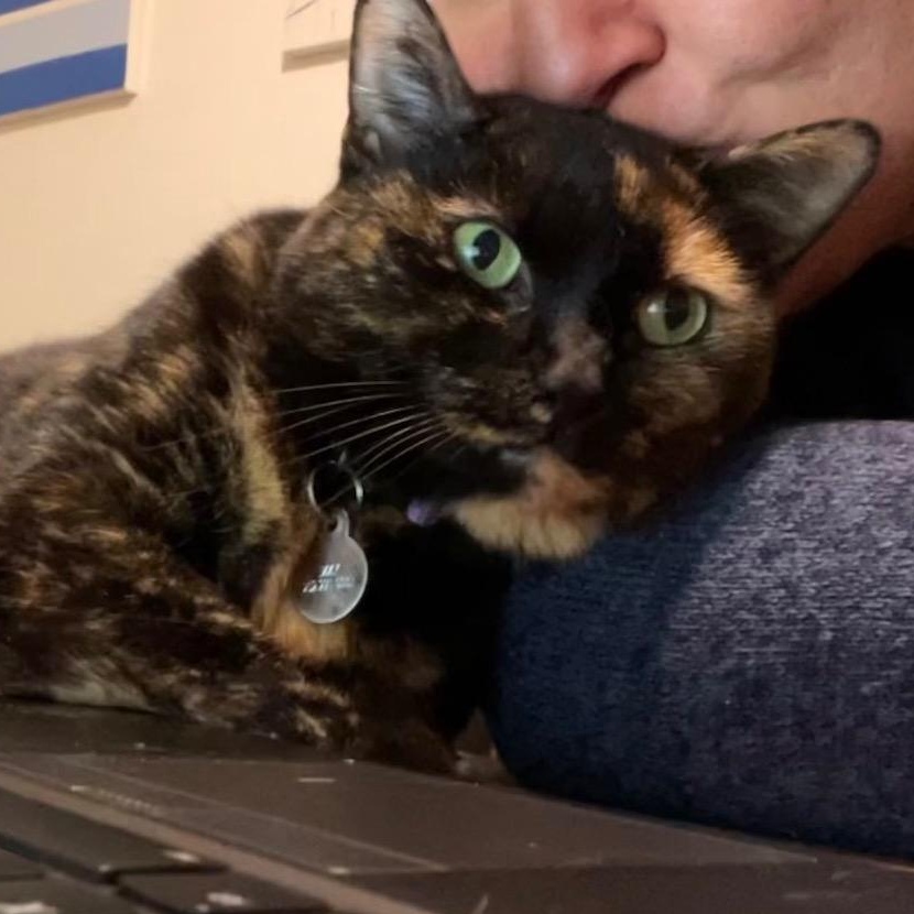 Enlarge Izzy, a ADOPTABLE Tortoiseshell in Frederick, MD image 2/6