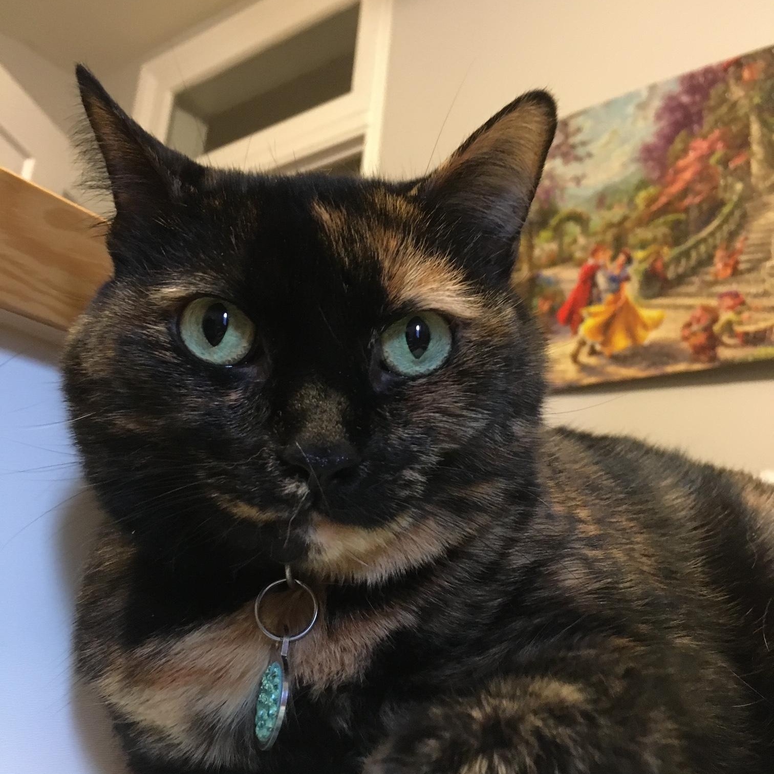 Izzy, ADOPTABLE, Senior Female Tortoiseshell.