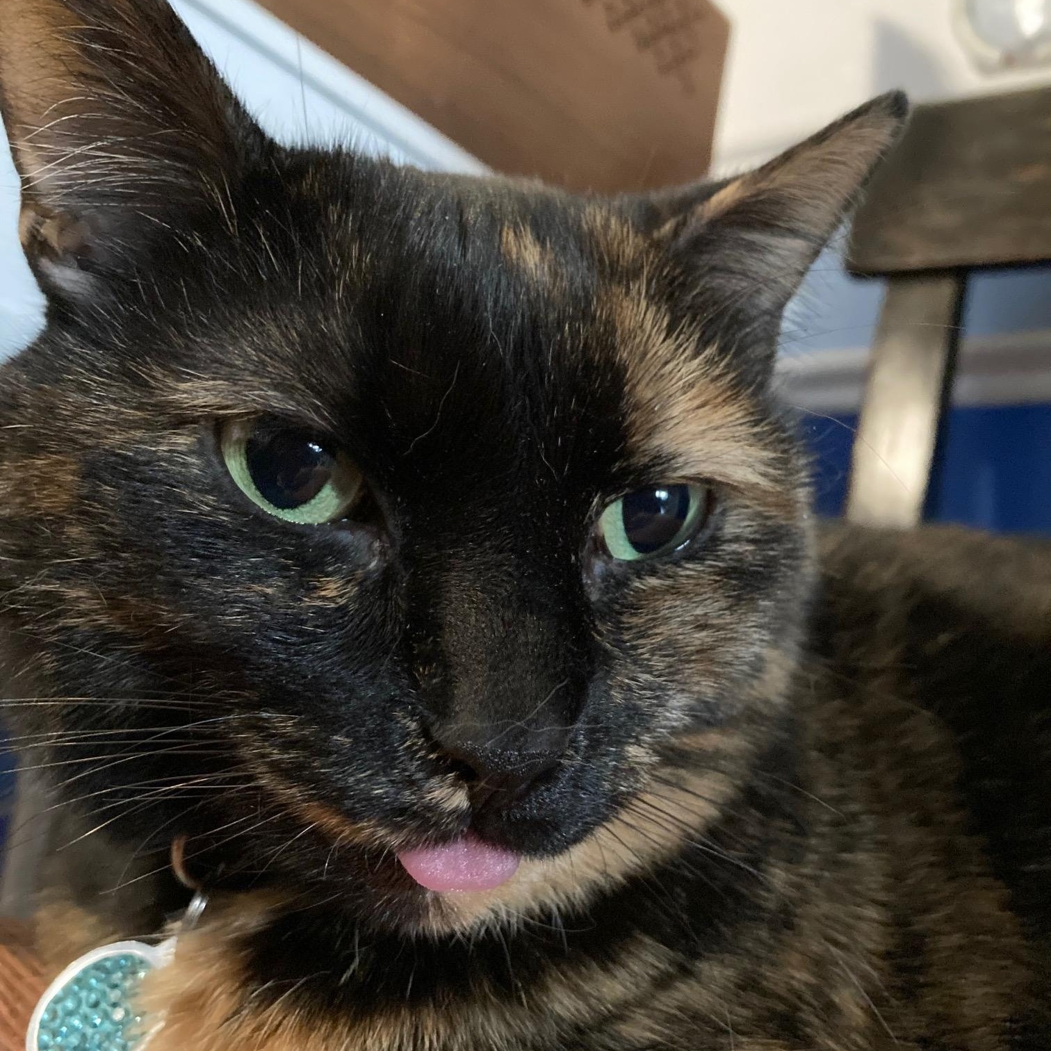 Enlarge Izzy, a ADOPTABLE Tortoiseshell in Frederick, MD image 4/6