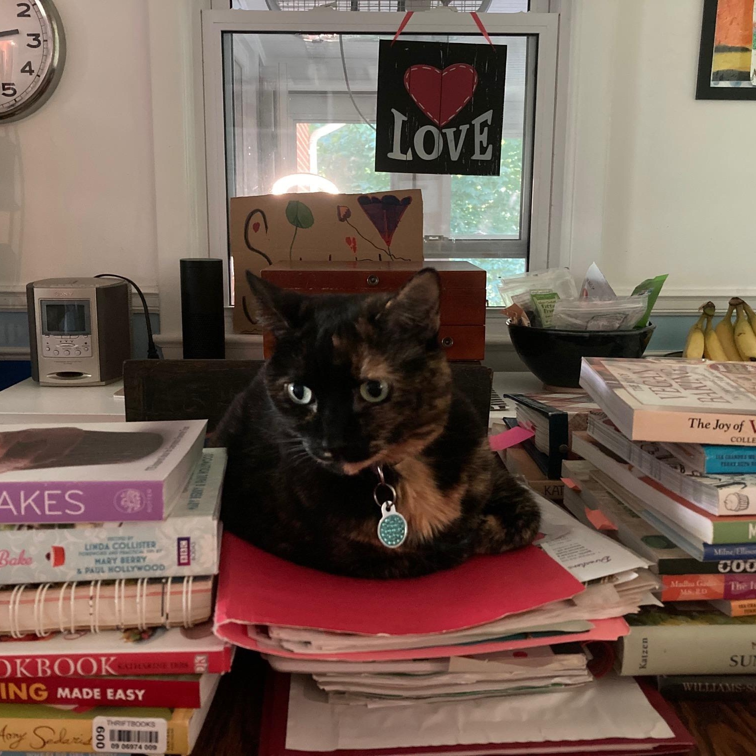 Enlarge Izzy, a ADOPTABLE Tortoiseshell in Frederick, MD image 6/6