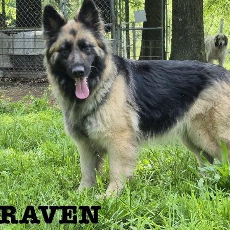 Enlarge Raven 5/09/2026, a Adoptable German Shepherd Dog in Van Horne, IA image 1/1