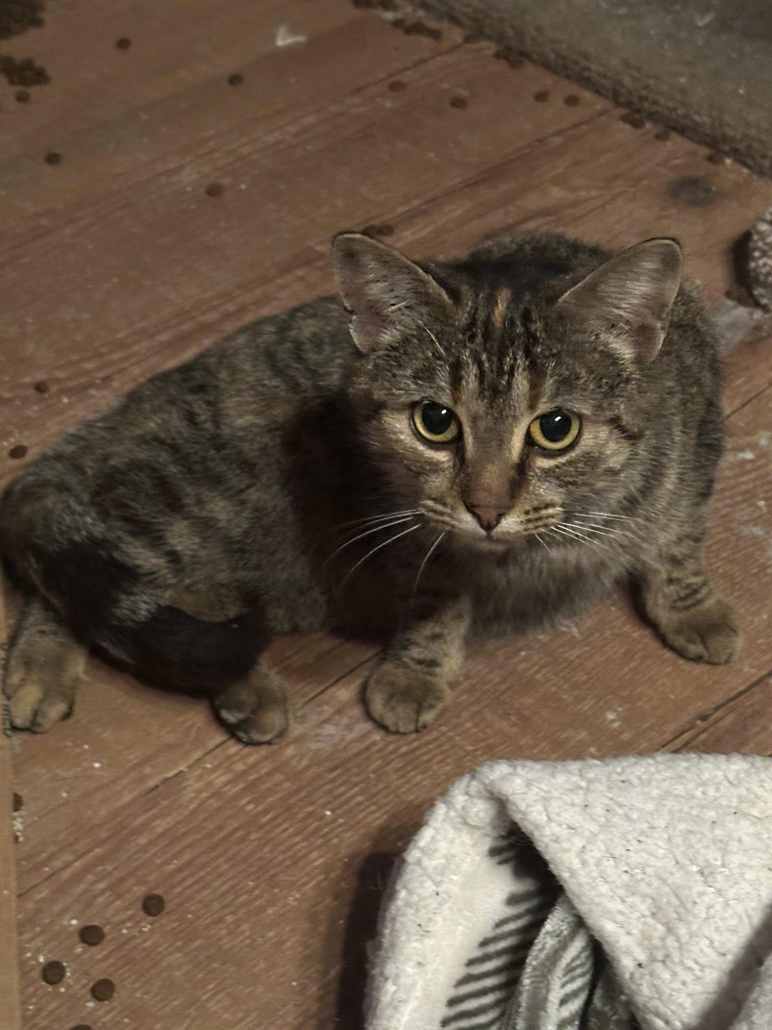 Enlarge Mel, a ADOPTABLE Tabby in Winnipeg, MB image 2/3