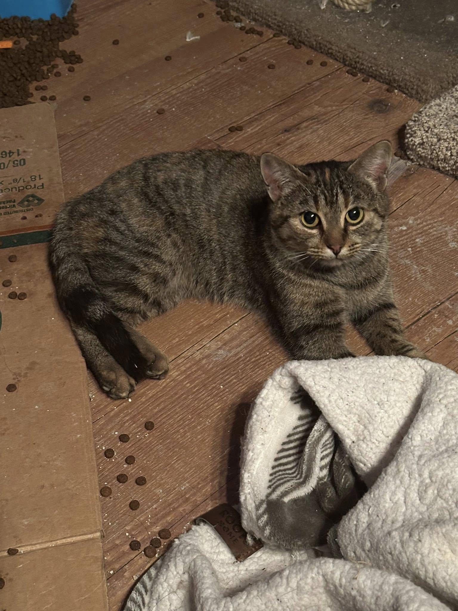 Mel, ADOPTABLE, Young Female Tabby.