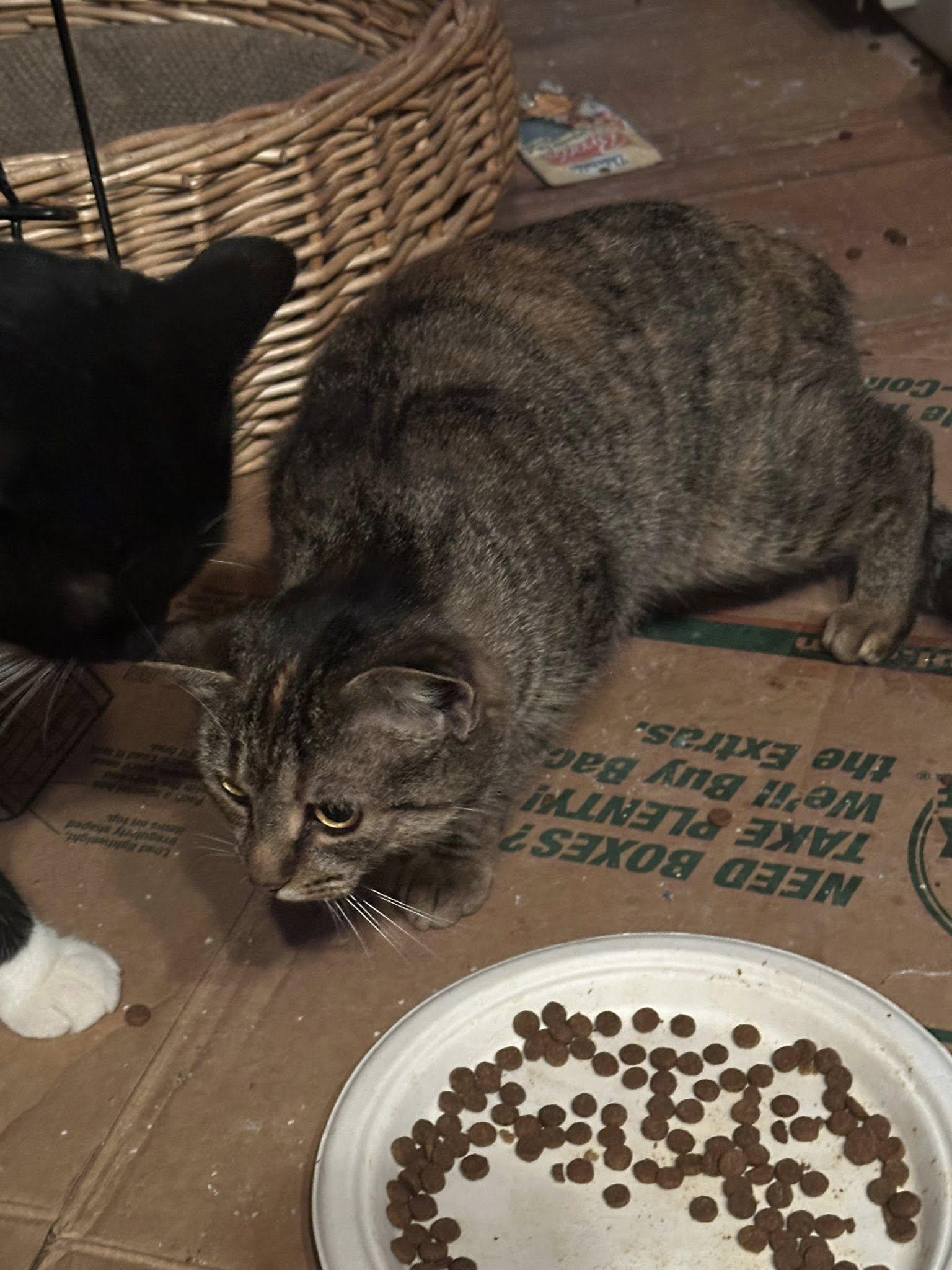 Enlarge Mel, a ADOPTABLE Tabby in Winnipeg, MB image 3/3