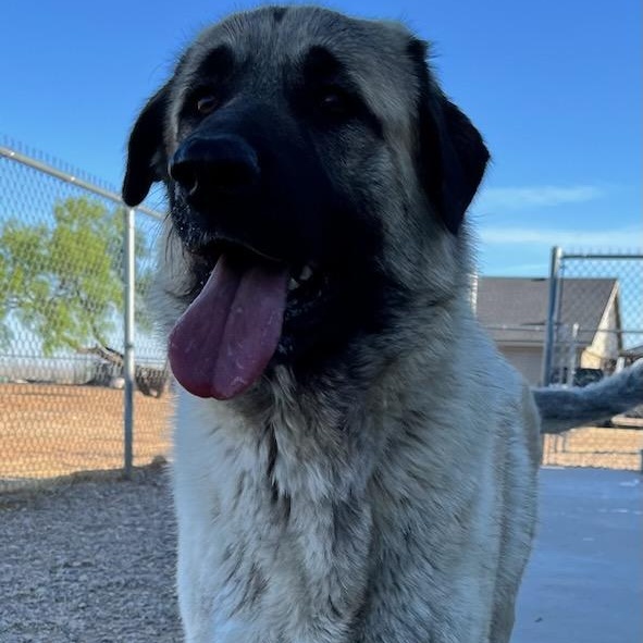 April - Tripod, a ADOPTABLE mixed breed in Amarillo, TX image 1/6