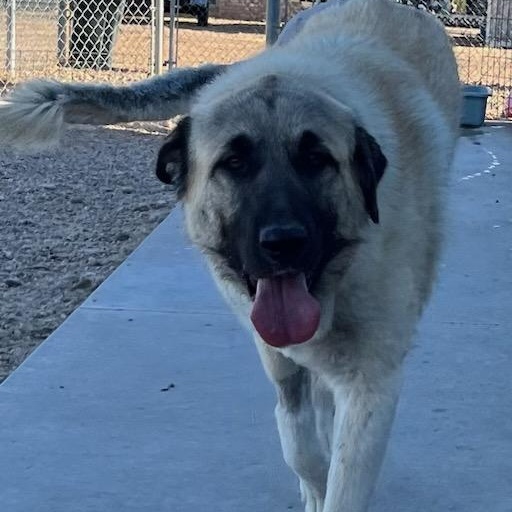 April - Tripod, a ADOPTABLE mixed breed in Amarillo, TX image 2/6