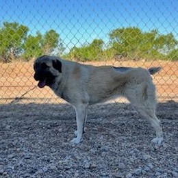 April - Tripod, a ADOPTABLE mixed breed in Amarillo, TX image 5/6