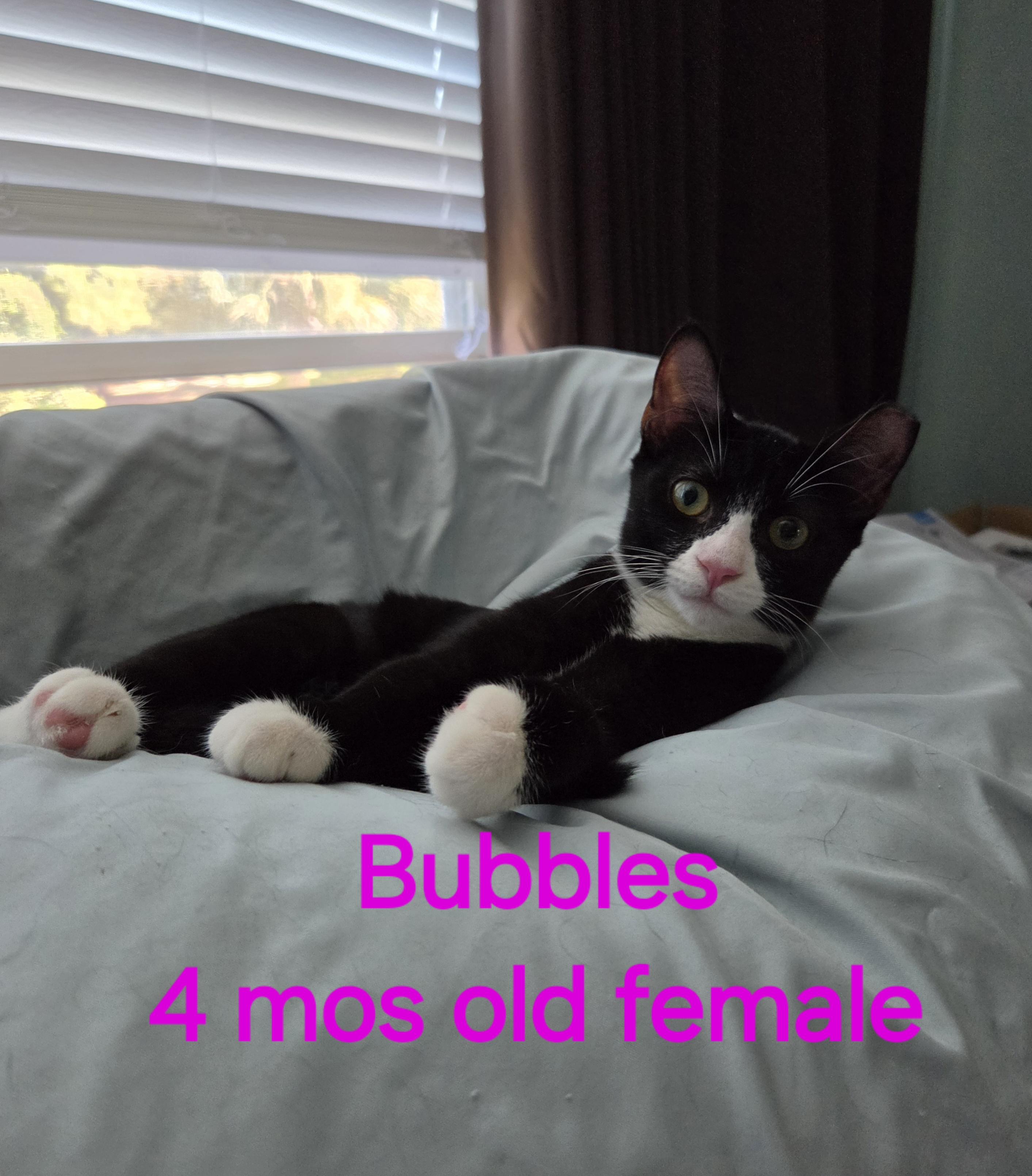 Enlarge Bubbles, a Adoptable American Shorthair in Mount Pleasant, SC image 1/1