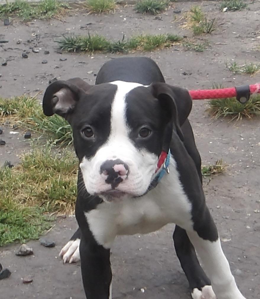 Tuna, a ADOPTABLE Mixed Breed in Gloucester, VA image 4/4