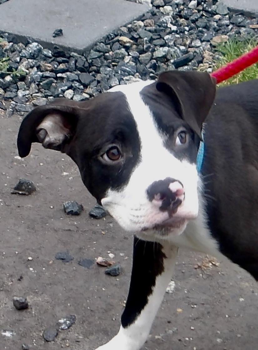 Tuna, a ADOPTABLE Mixed Breed in Gloucester, VA image 3/4
