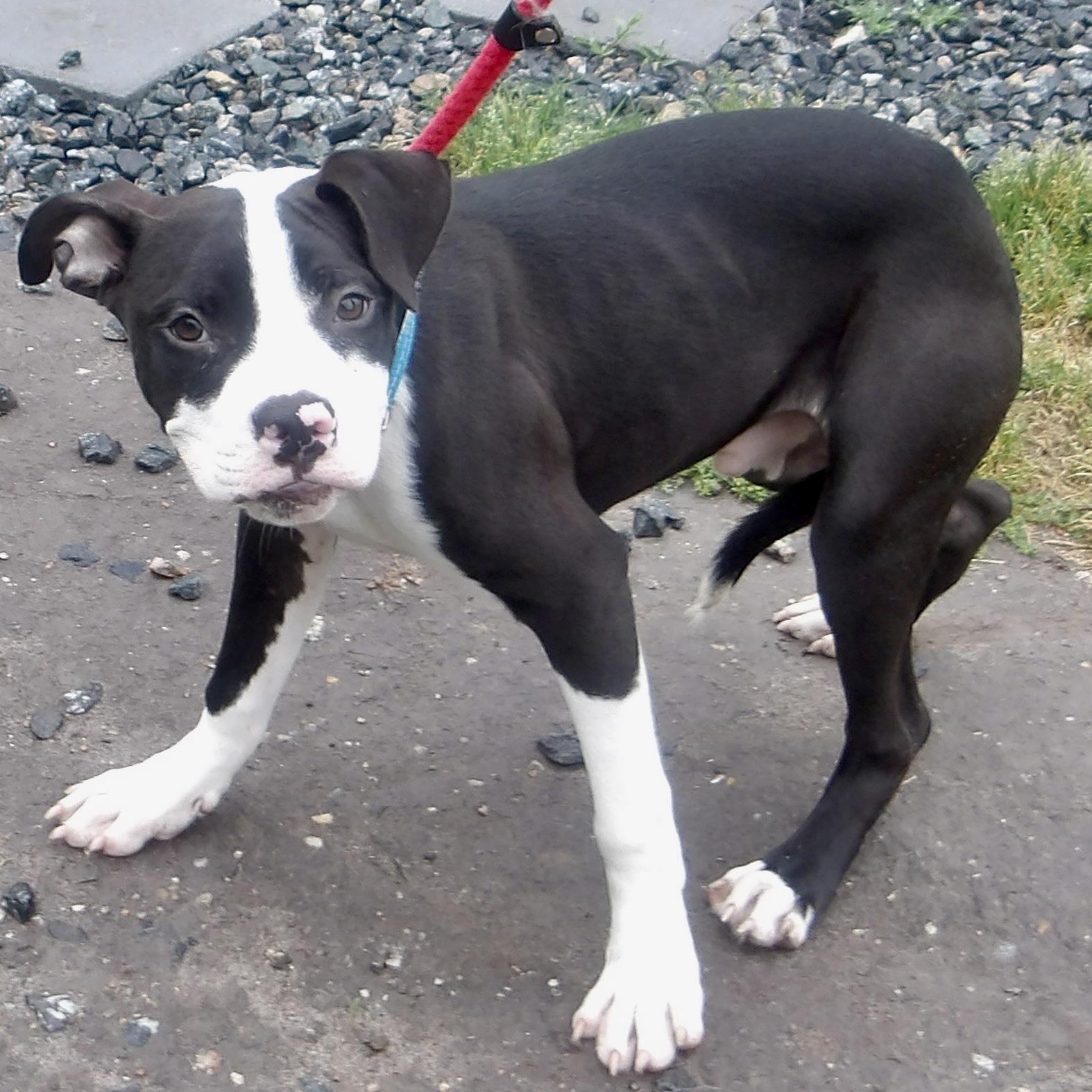Tuna, a ADOPTABLE Mixed Breed in Gloucester, VA image 1/4