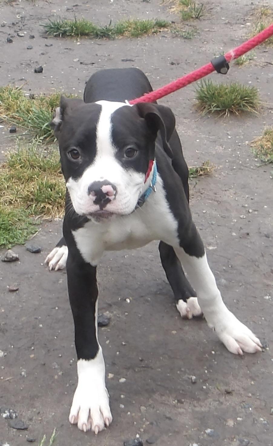 Tuna, a ADOPTABLE Mixed Breed in Gloucester, VA image 2/4