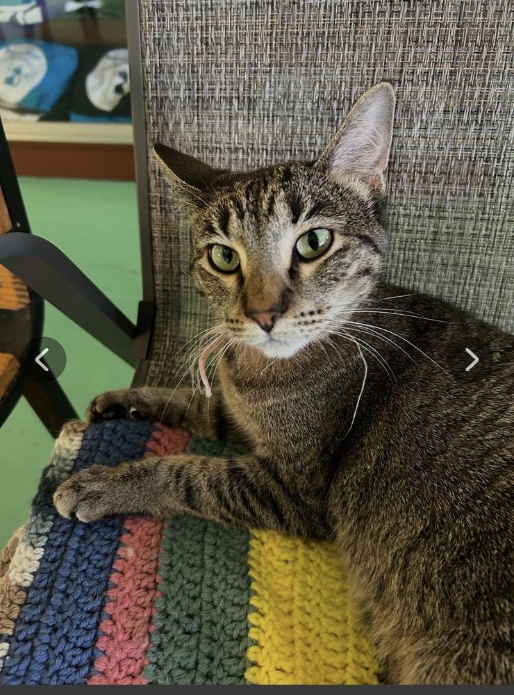 Bonnie, Adoptable, Adult Female Domestic Short Hair.