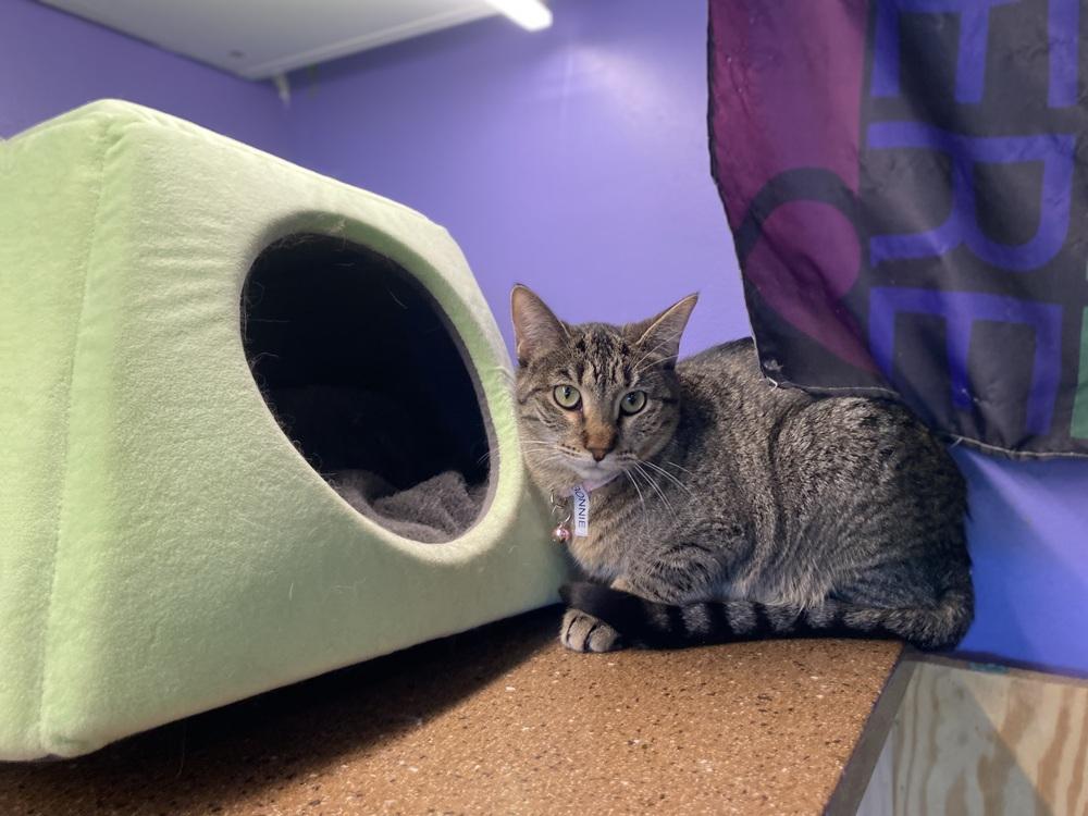 Bonnie, a Adoptable mixed breed in Lafayette, CO image 2/3