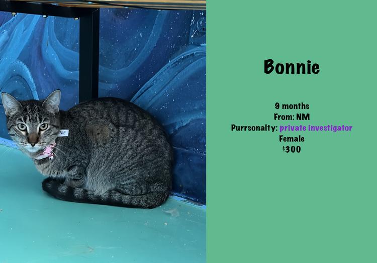 Bonnie, a Adoptable mixed breed in Lafayette, CO image 3/3