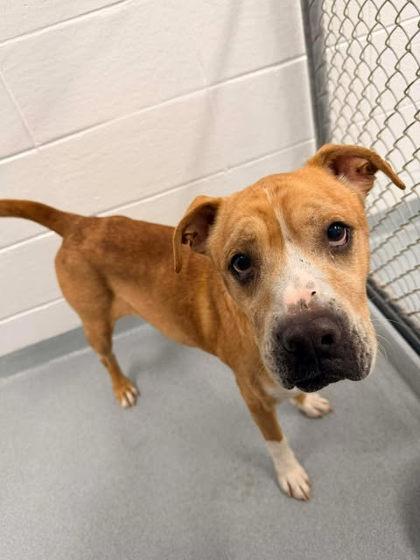 Festus, Adoptable, Adult Male Boxer & Mixed Breed.