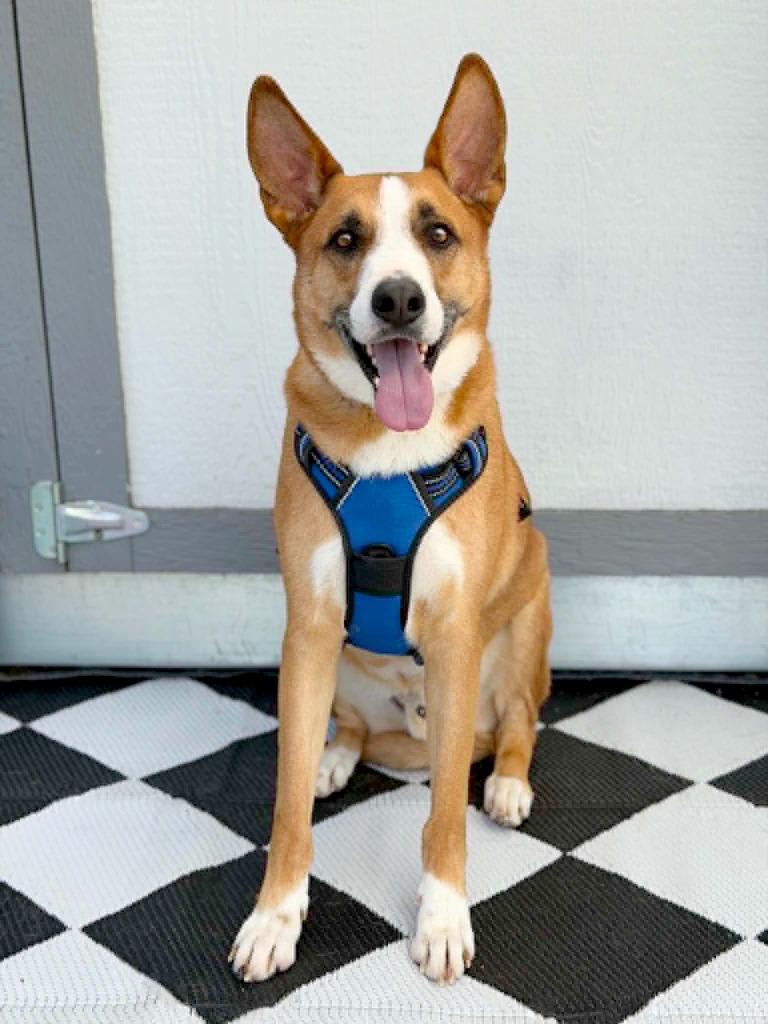 Monroe, Adoptable, Adult Male Basenji & Carolina Dog.