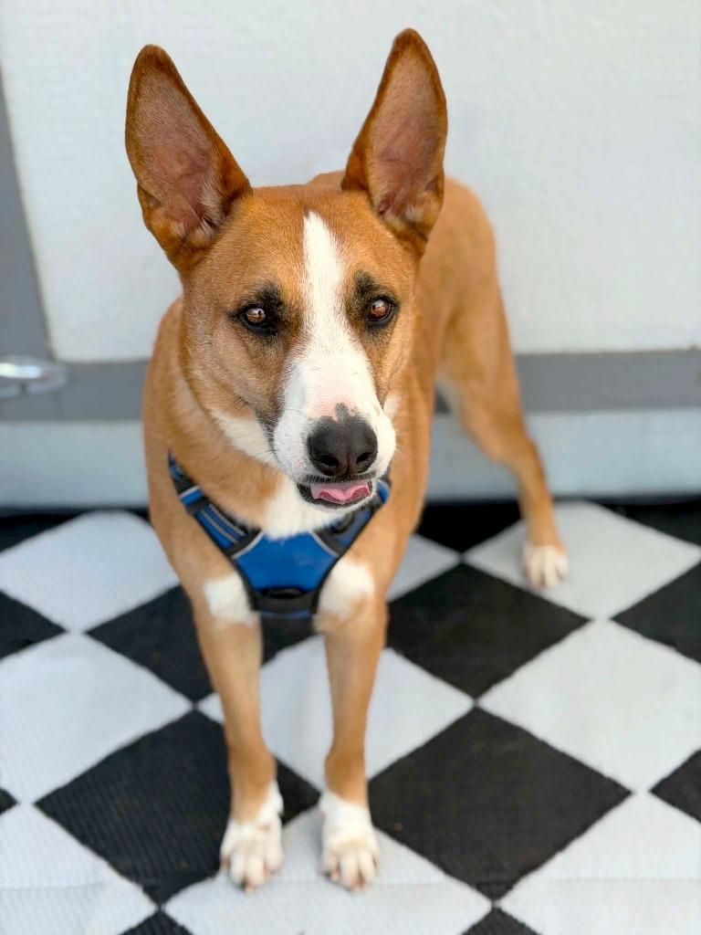 Enlarge Monroe, a Adoptable mixed breed in Savage, MN image 2/5