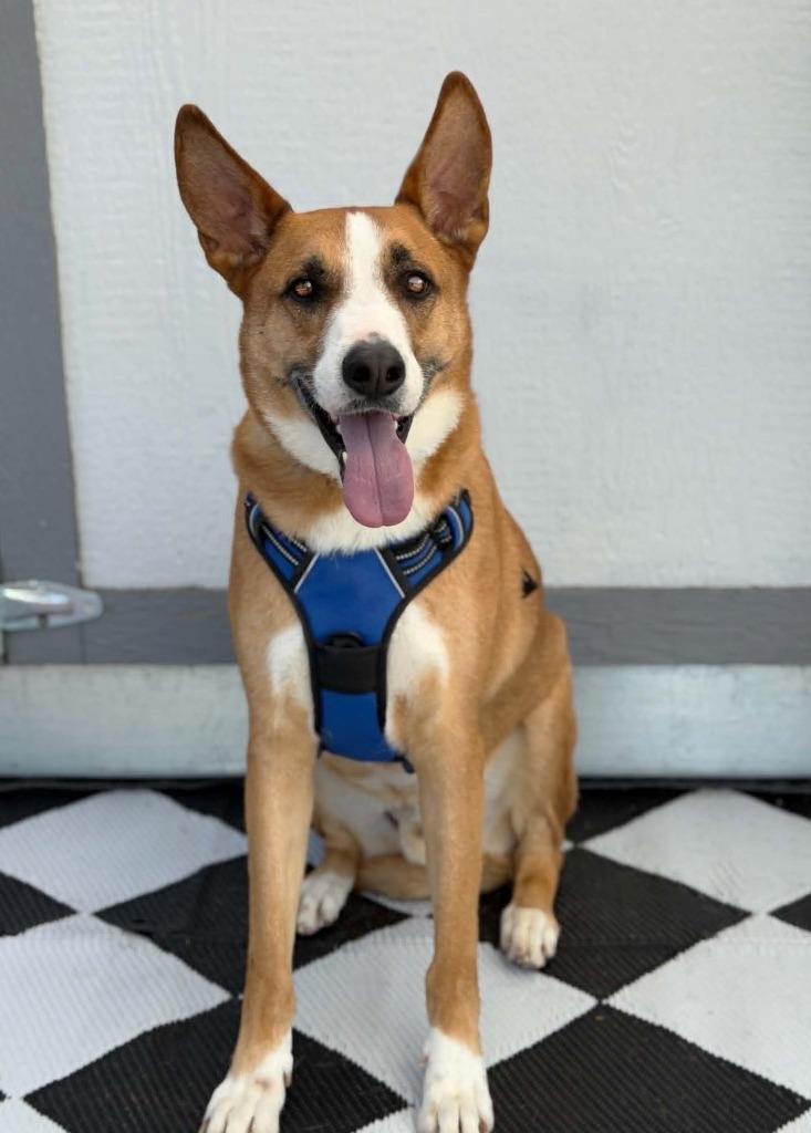 Enlarge Monroe, a Adoptable mixed breed in Savage, MN image 3/5