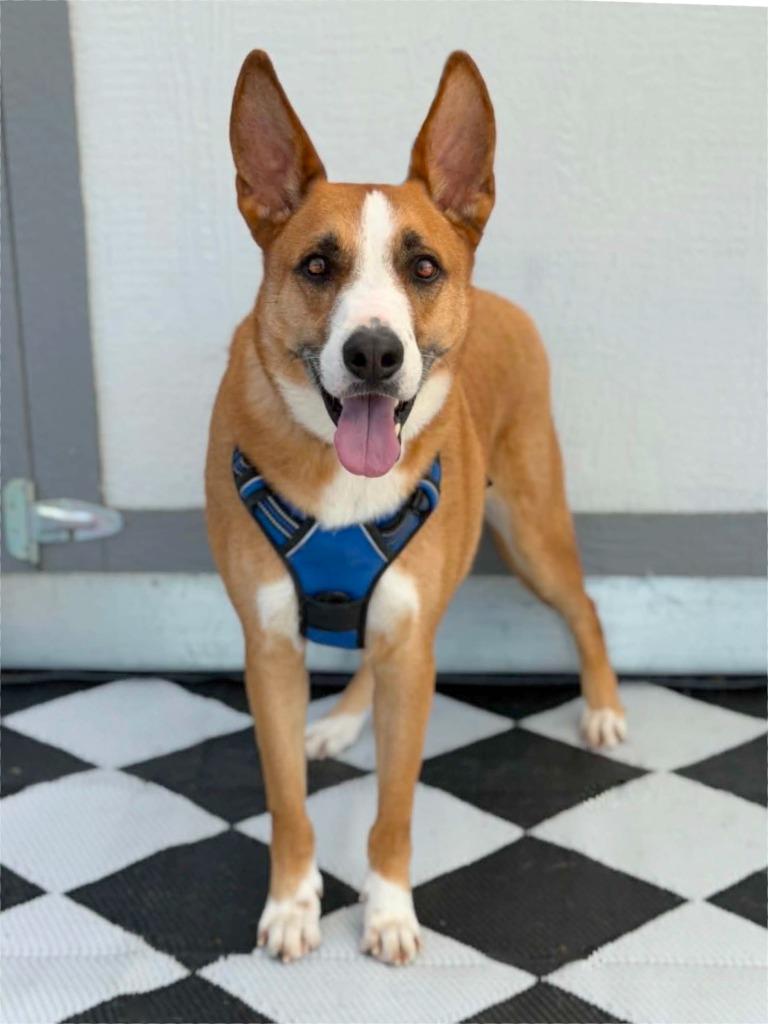 Enlarge Monroe, a Adoptable mixed breed in Savage, MN image 4/5