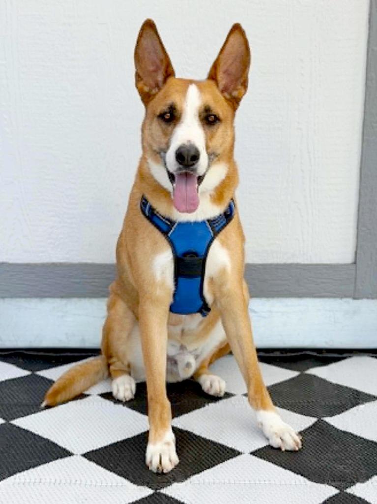 Enlarge Monroe, a Adoptable mixed breed in Savage, MN image 5/5