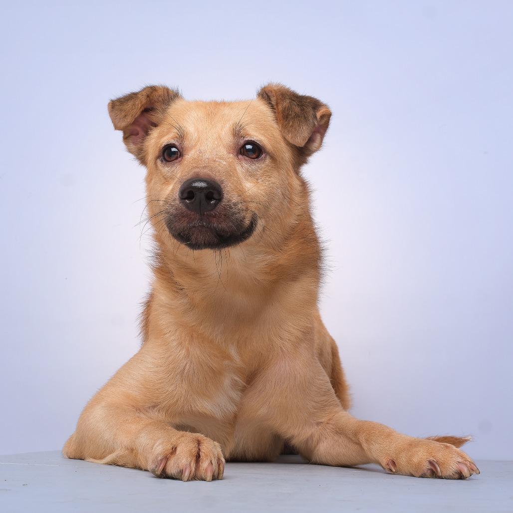 Bebo C, Adoptable, Adult Male Mixed Breed.