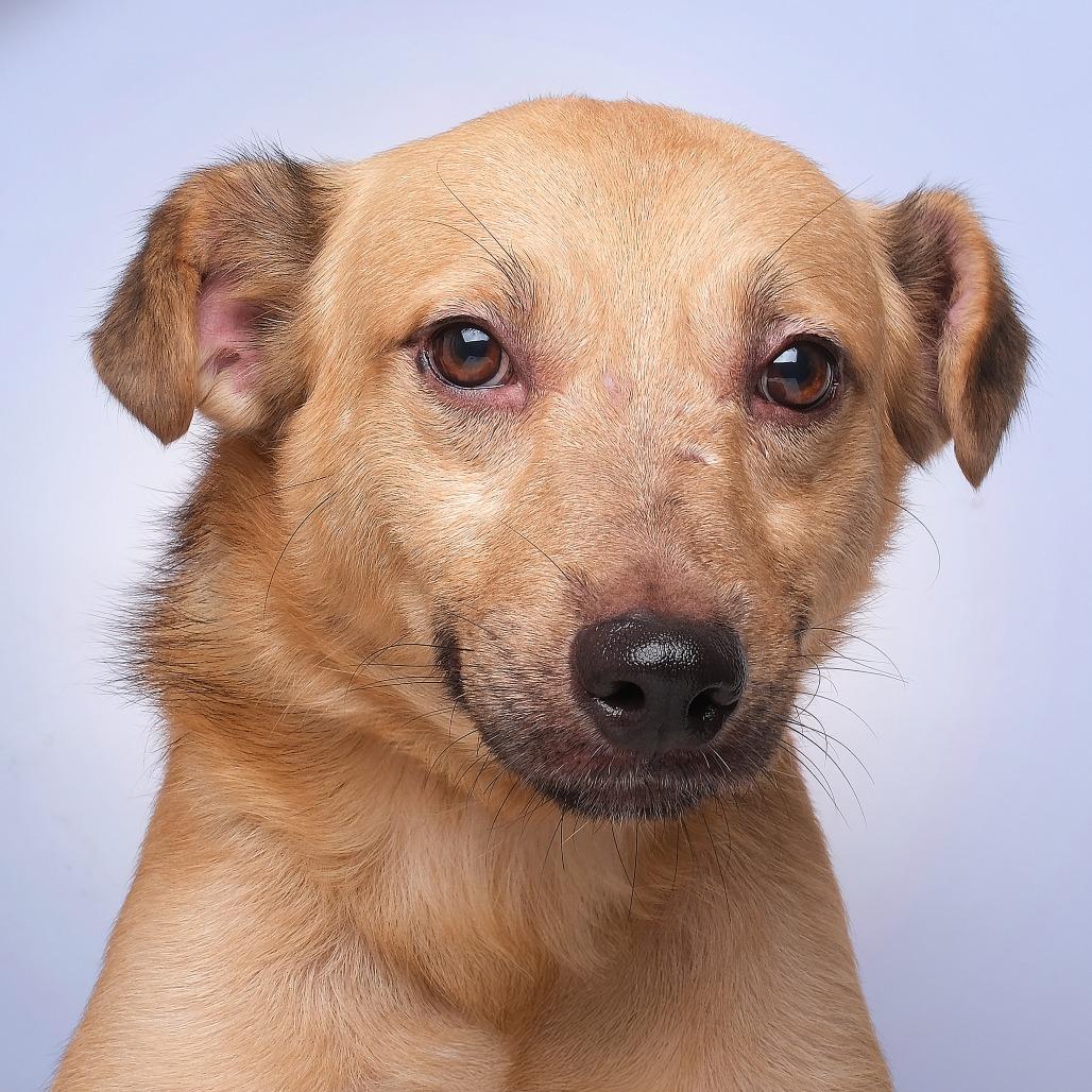 Bebo C, a Adoptable Mixed Breed in Guaynabo, PR image 2/2