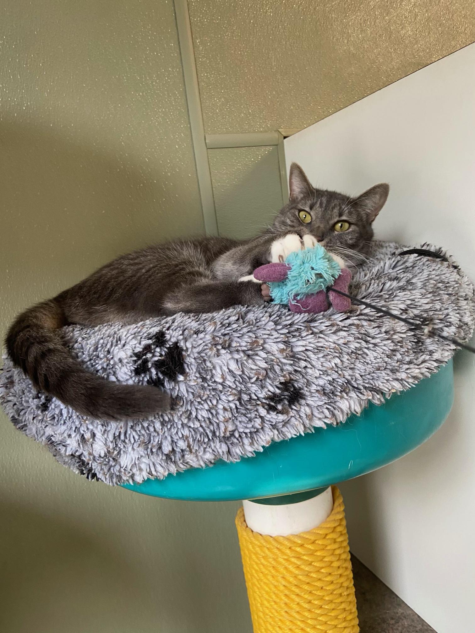 Enlarge Piper, a Adoptable Domestic Short Hair in Warwick, RI image 2/4