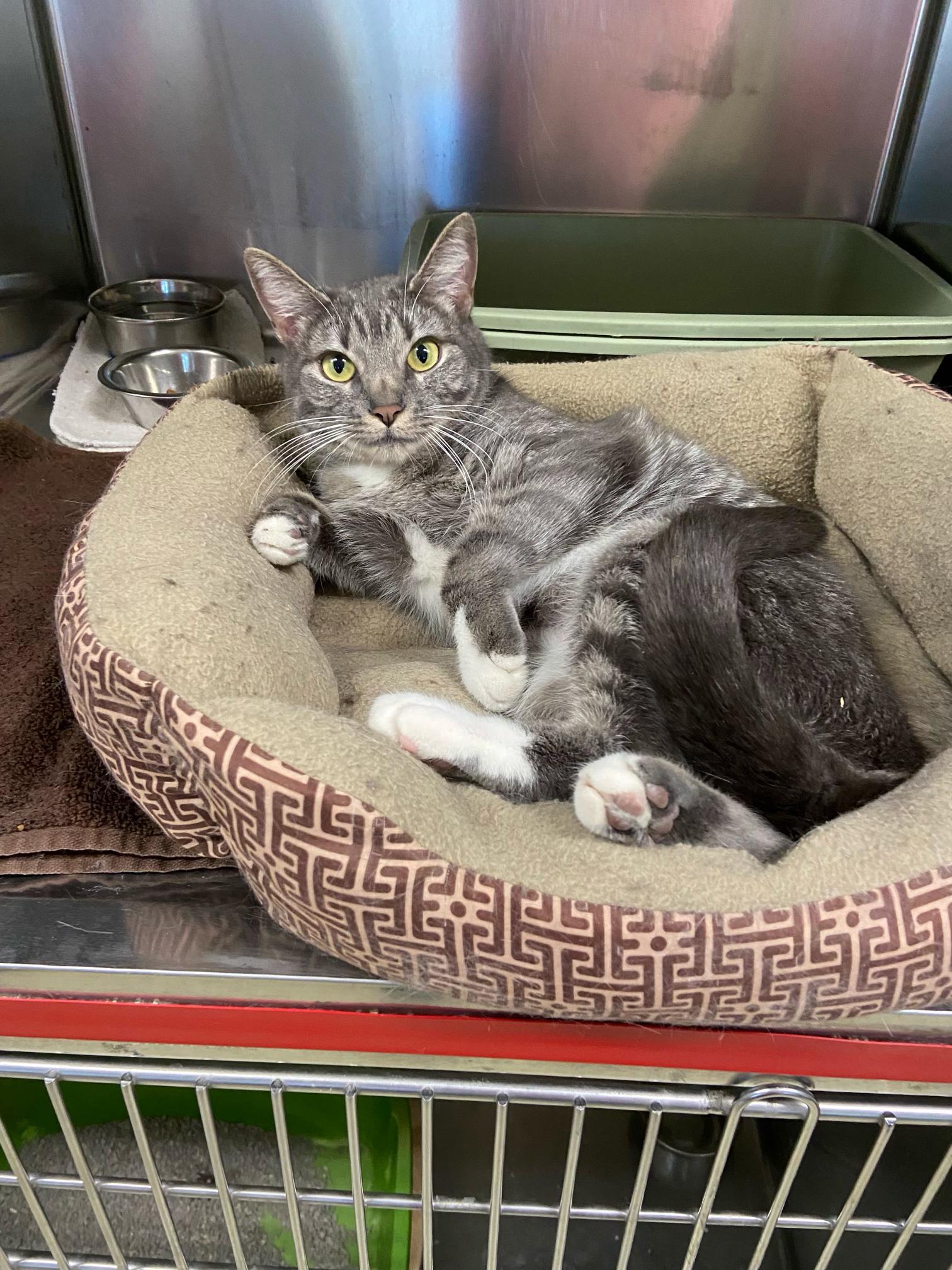 Piper, Adoptable, Adult Female Domestic Short Hair.