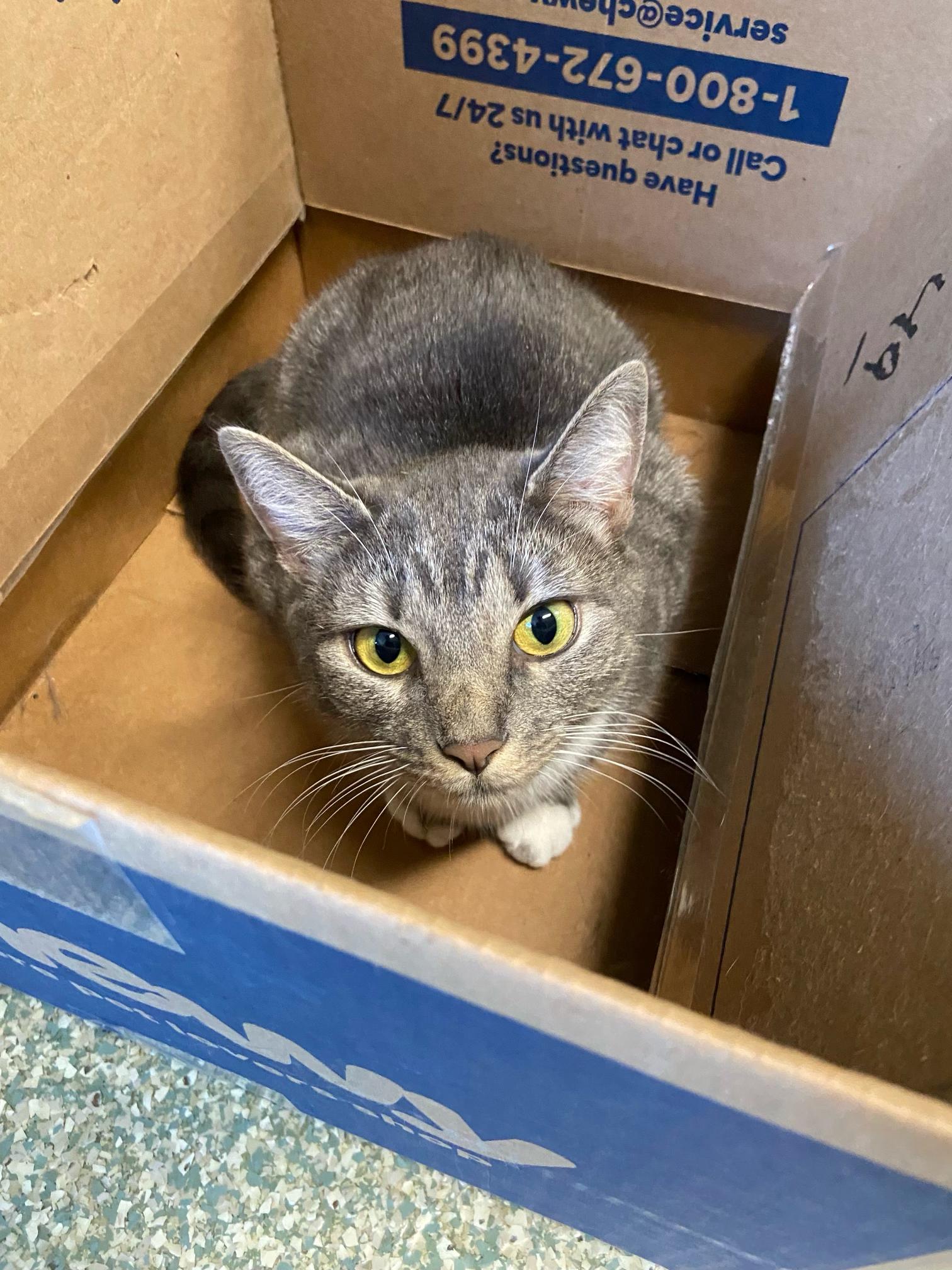 Enlarge Piper, a Adoptable Domestic Short Hair in Warwick, RI image 3/4