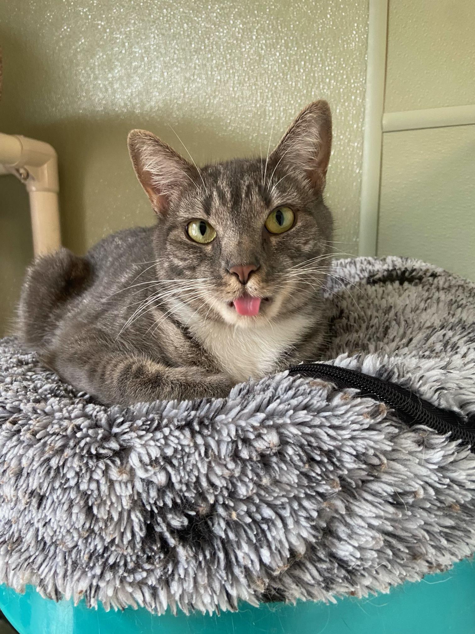 Enlarge Piper, a Adoptable Domestic Short Hair in Warwick, RI image 4/4