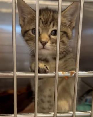 Holly, adopted, Kitten Female Domestic Short Hair.