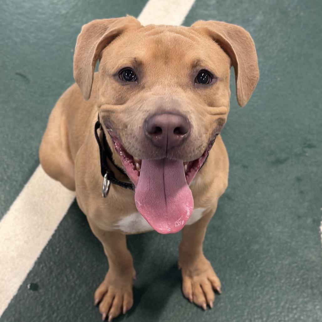 Enlarge Noodle, a Adoptable Mixed Breed in Hinsdale, IL image 1/3