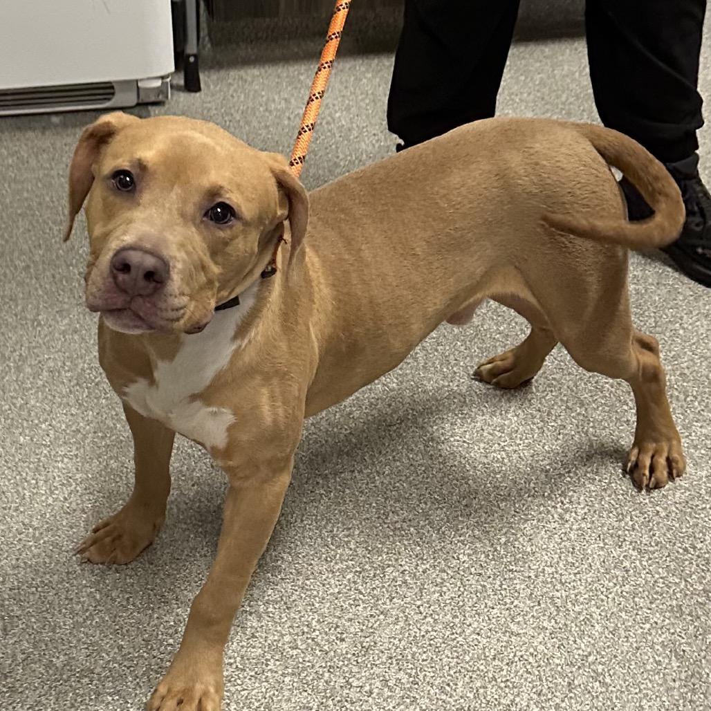 Enlarge Noodle, a Adoptable Mixed Breed in Hinsdale, IL image 2/3