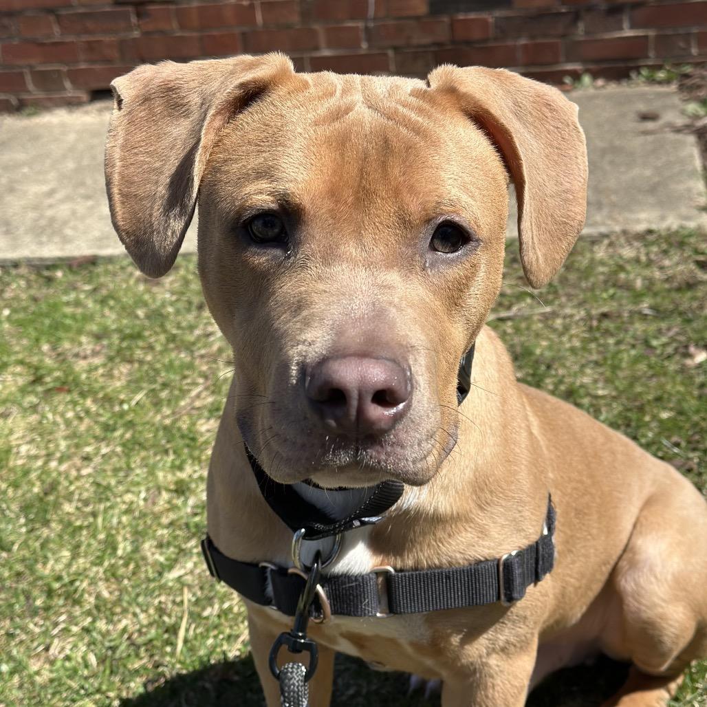 Enlarge Noodle, a Adoptable Mixed Breed in Hinsdale, IL image 3/3