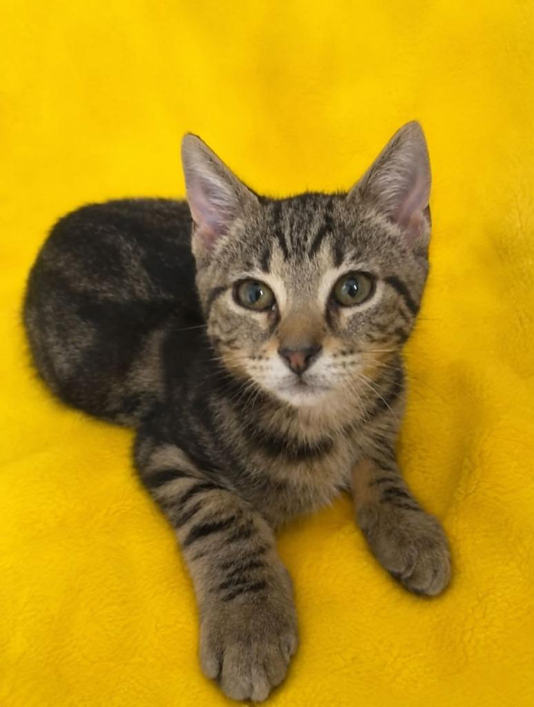 Enlarge Peppa, a Adoptable mixed breed in Columbia, TN image 1/1