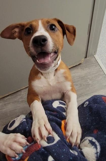 Enlarge Timmy, a Adoptable mixed breed in Elmira, NY image 1/3