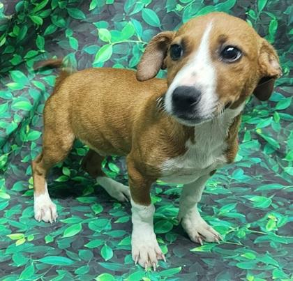 Enlarge Timmy, a Adoptable mixed breed in Elmira, NY image 2/3