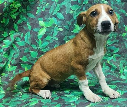 Enlarge Timmy, a Adoptable mixed breed in Elmira, NY image 3/3