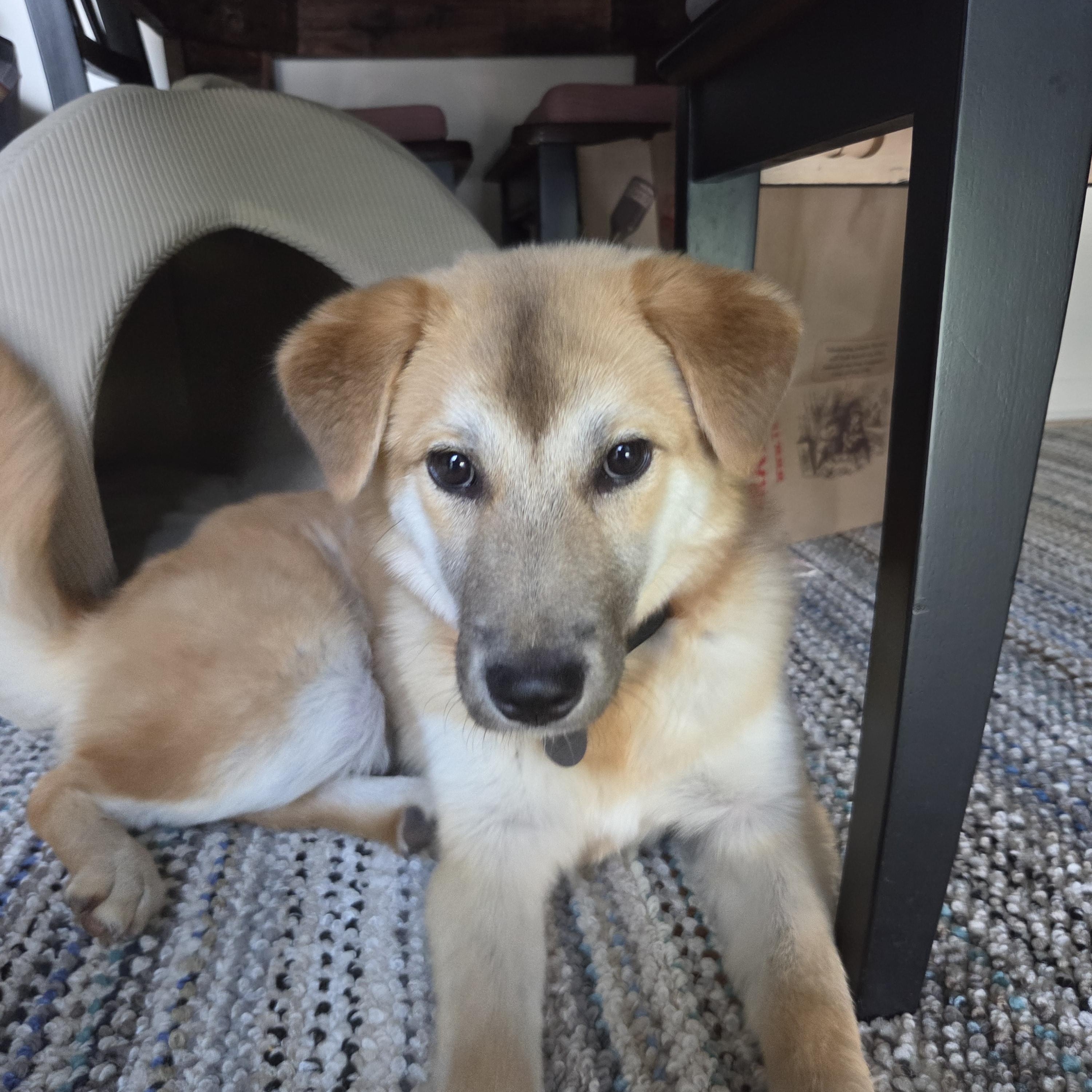 Enlarge Bailey, a ADOPTABLE mixed breed in Pittsburgh, PA image 3/6
