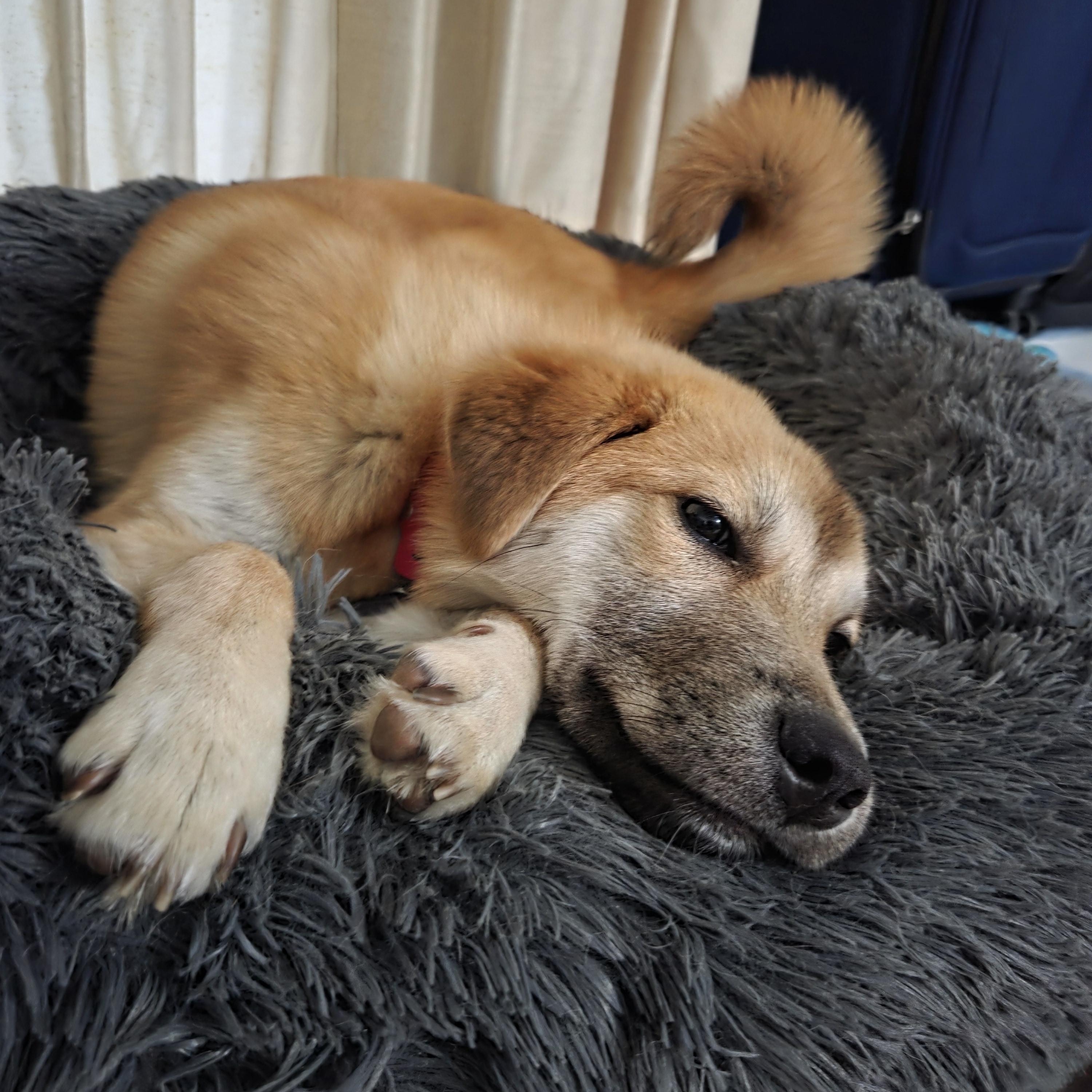 Enlarge Bailey, a ADOPTABLE mixed breed in Pittsburgh, PA image 2/6