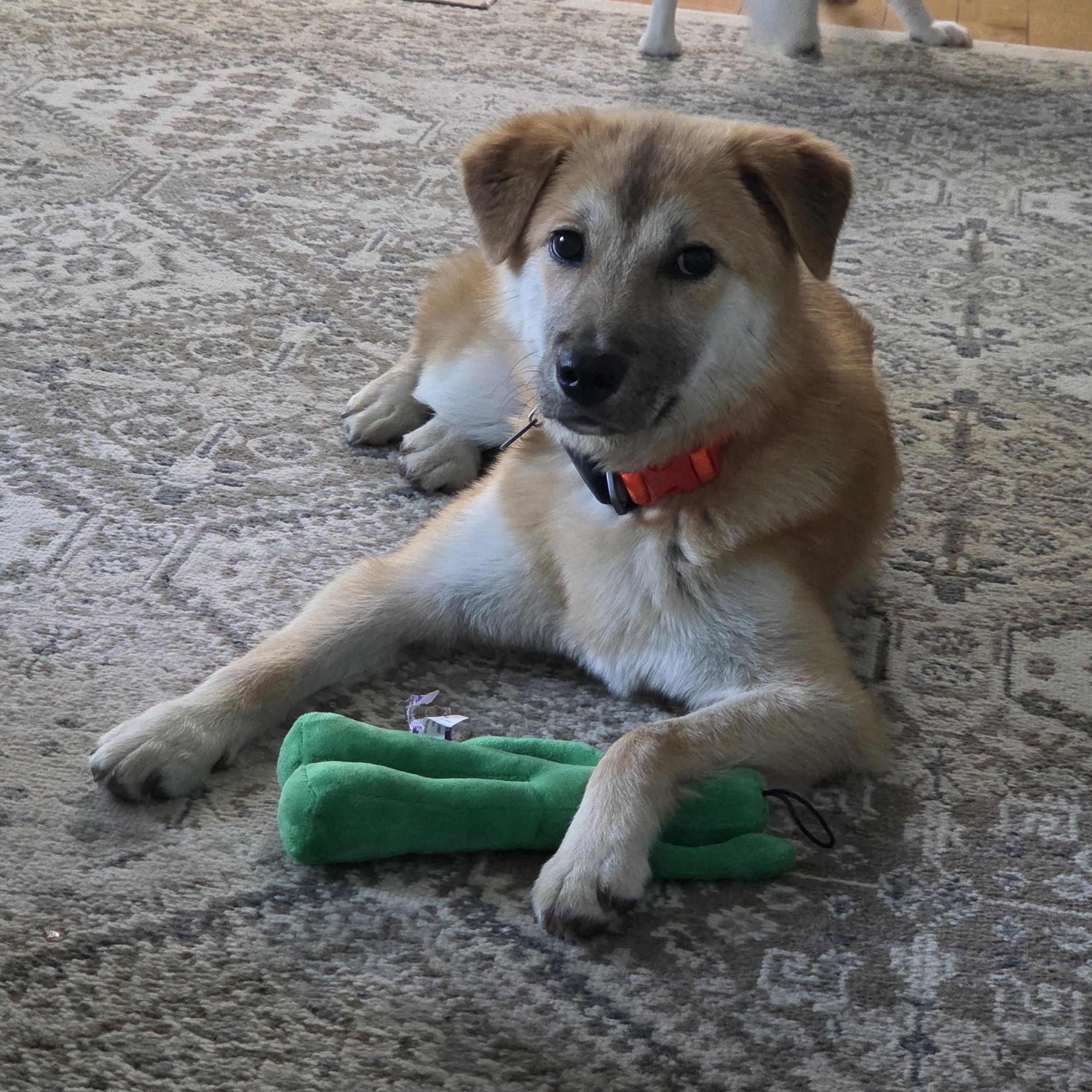 Bailey, ADOPTABLE, Young Female Jindo & Carolina Dog.
