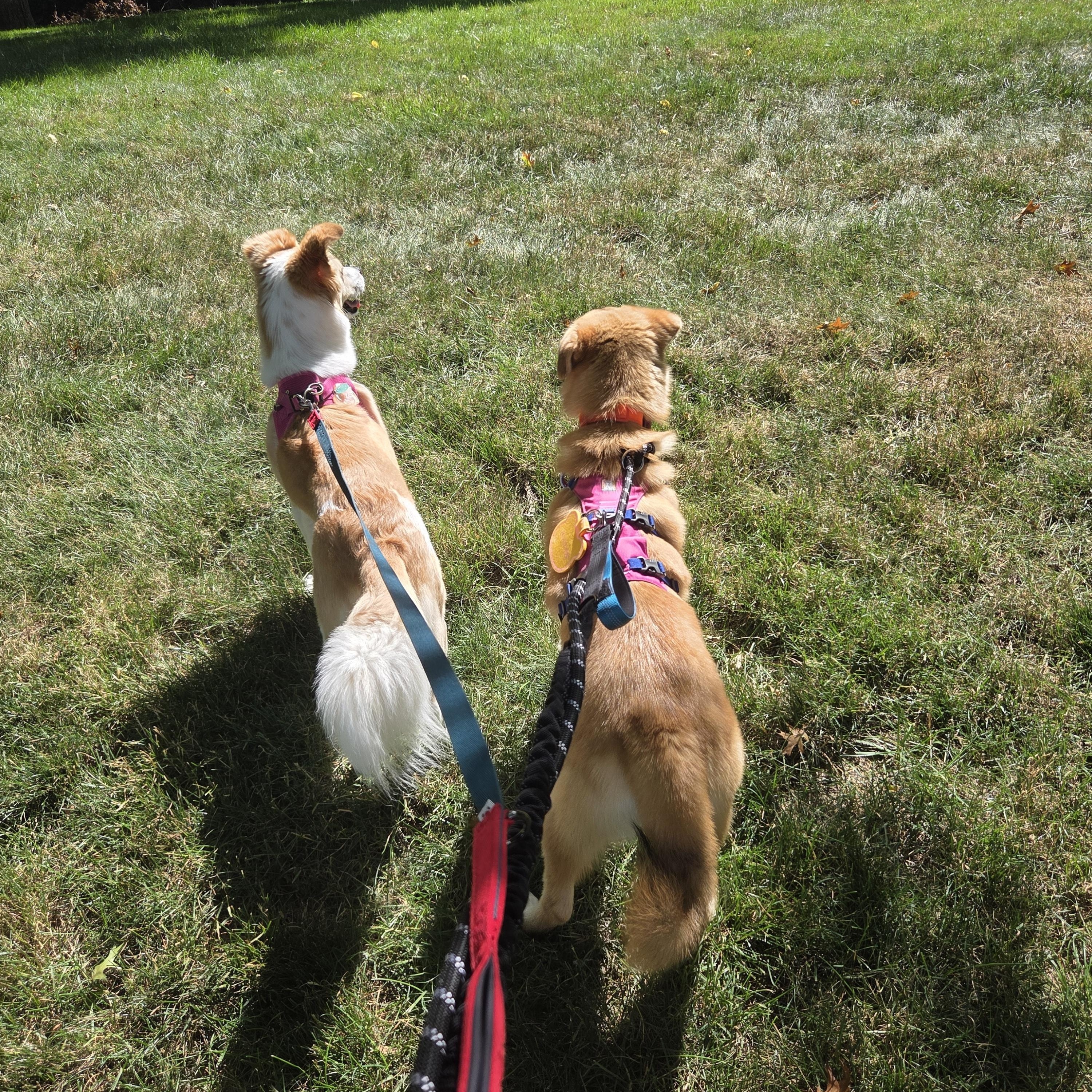 Enlarge Bailey, a ADOPTABLE mixed breed in Pittsburgh, PA image 6/6
