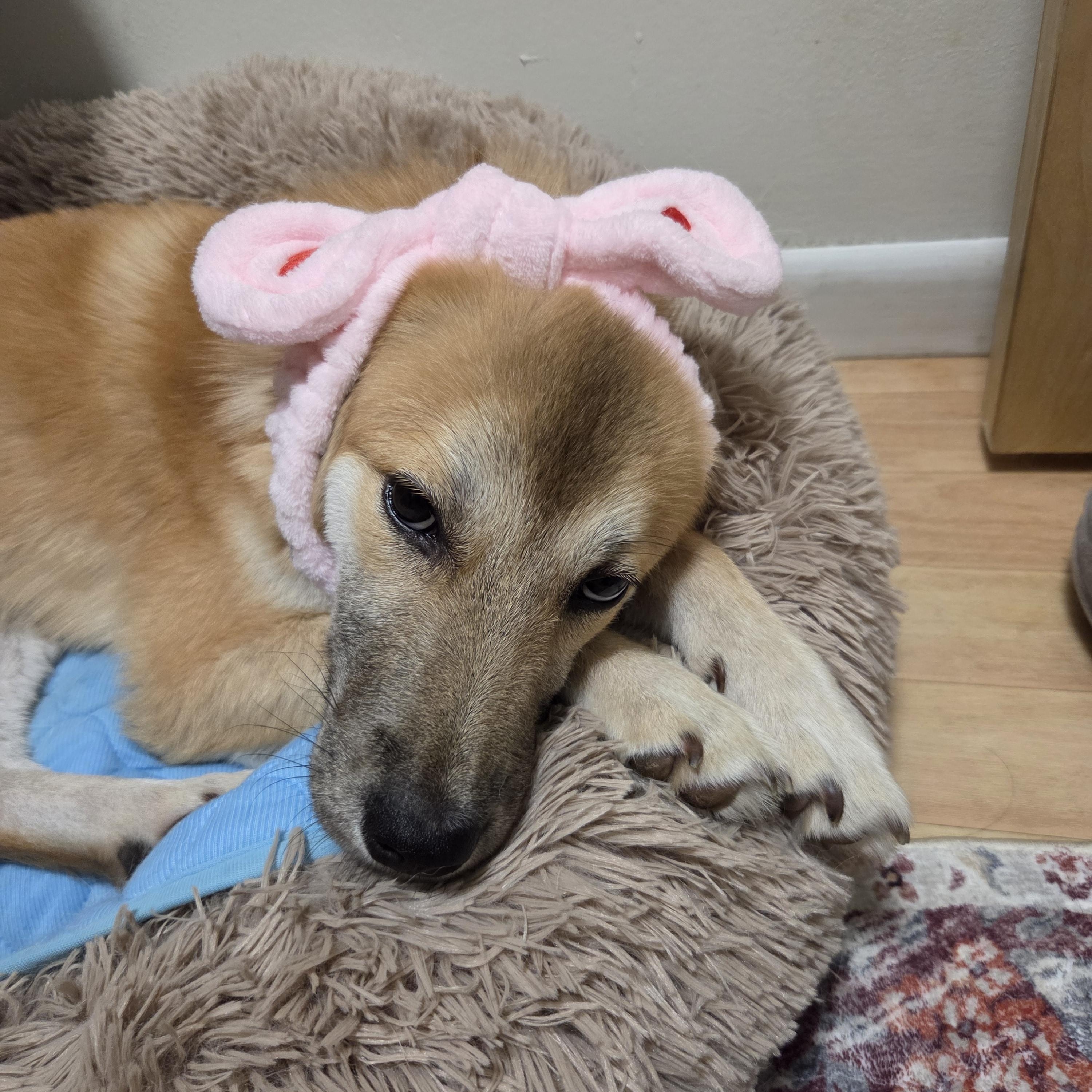 Enlarge Bailey, a ADOPTABLE mixed breed in Pittsburgh, PA image 4/6