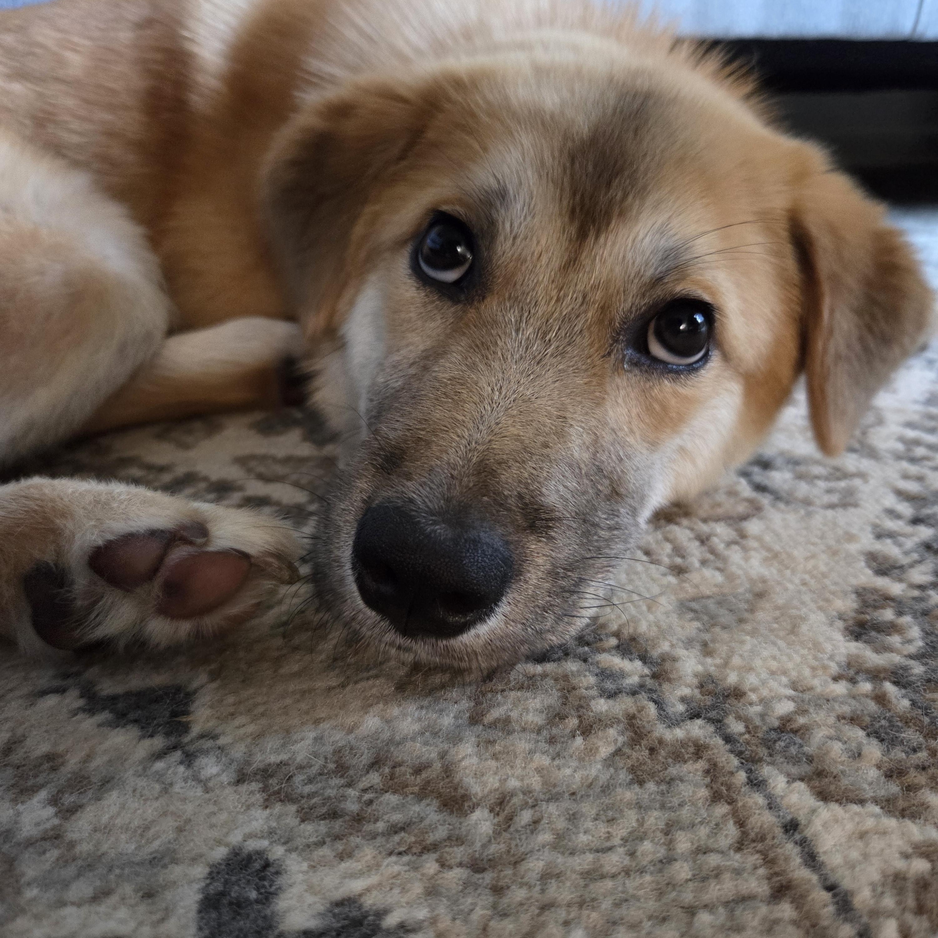 Enlarge Bailey, a ADOPTABLE mixed breed in Pittsburgh, PA image 5/6