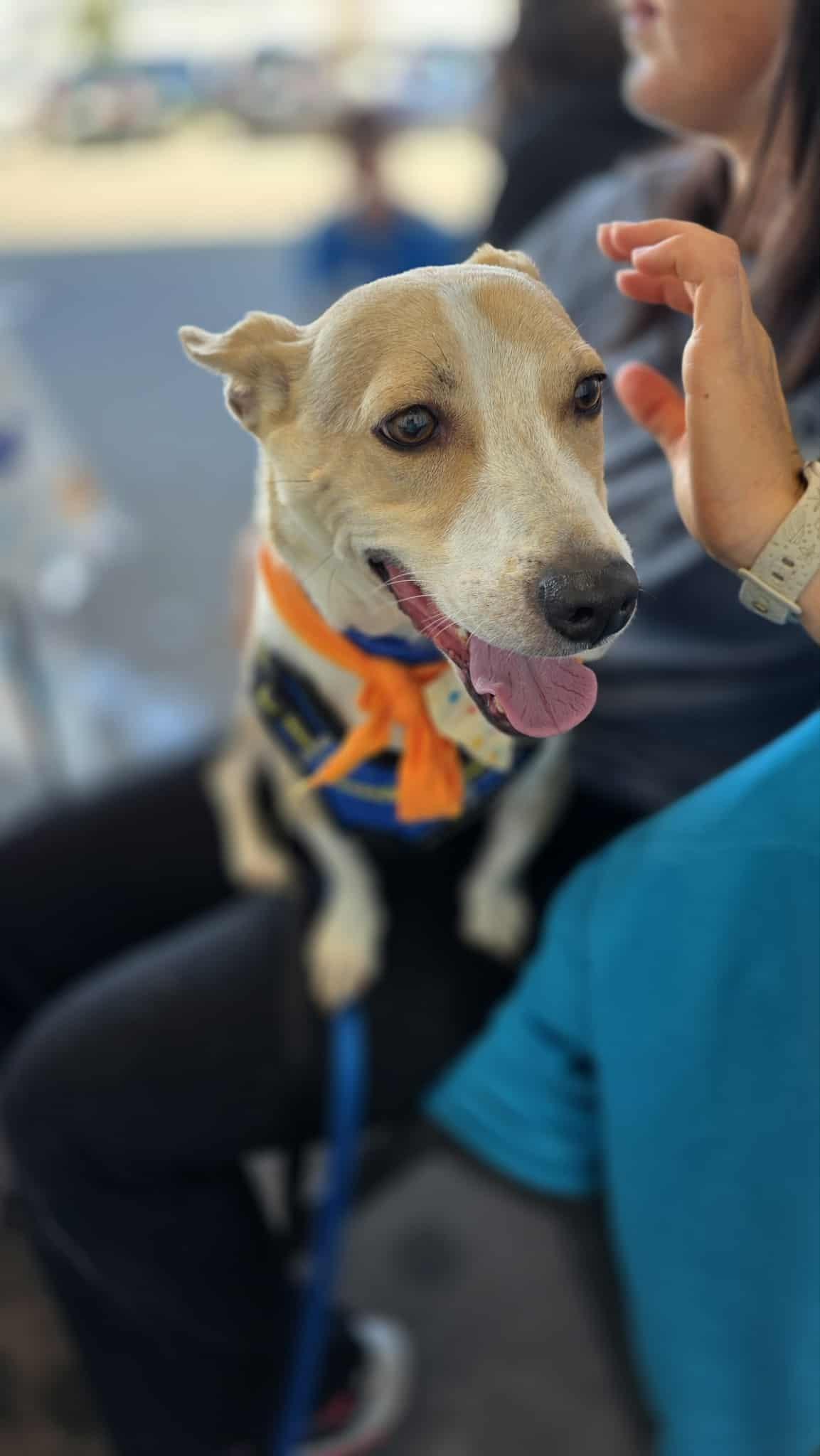 Rizzo, a Adoptable mixed breed in Sterling Heights, MI image 4/6