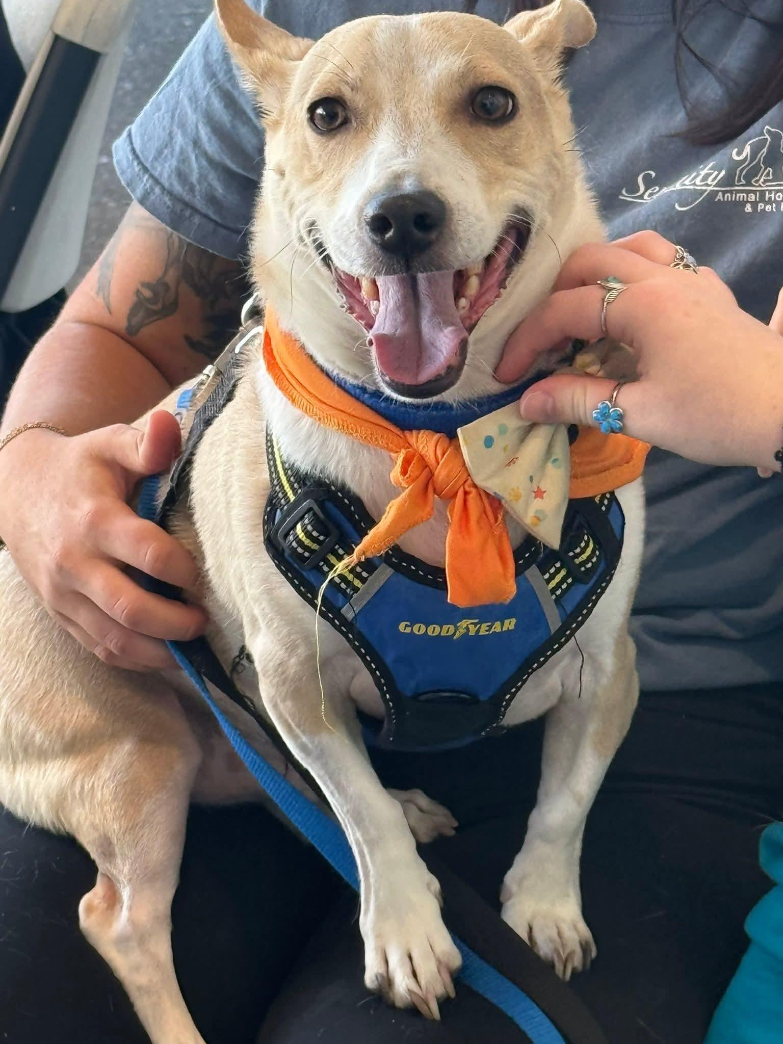 Rizzo, a Adoptable mixed breed in Sterling Heights, MI image 2/6