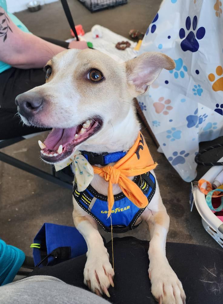 Rizzo, a Adoptable mixed breed in Sterling Heights, MI image 6/6