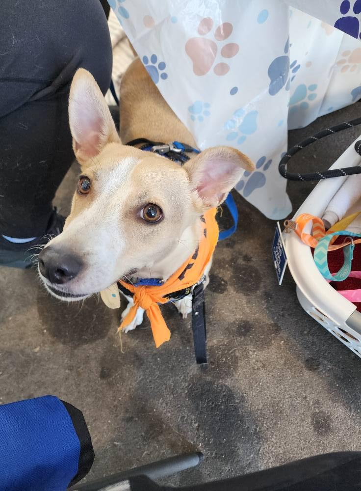 Rizzo, a Adoptable mixed breed in Sterling Heights, MI image 3/6